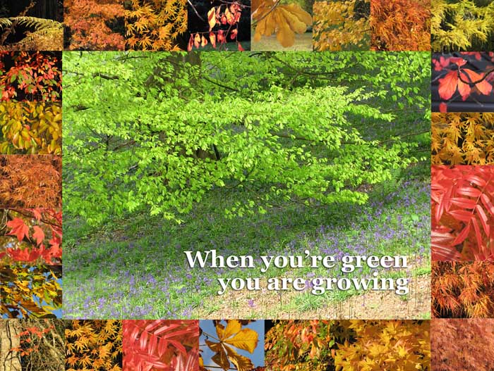 A photo of a tree whose leaves are in the first flush of spring's growth - a beautiful light green. This is surrounded by photos of autumn leaves!